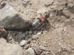 Prostemma albimacula