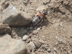 Prostemma albimacula