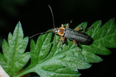 Cantharis nigricans
