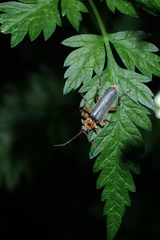 Cantharis nigricans