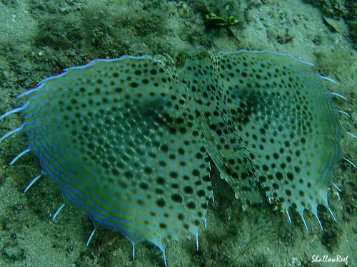 Dactyloptena orientalis observed 2021-10-02