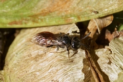 Hemihalictus