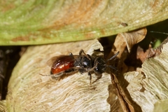 Hemihalictus