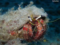 Dardanus sanguinolentus