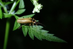 Cantharis decipiens
