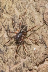 Corinninae