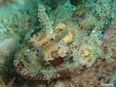 Sebastapistes ballieui