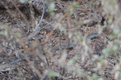 Aspidoscelis xanthonotus