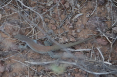 Aspidoscelis xanthonotus