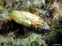 Mitra stictica