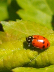Hippodamia convergens