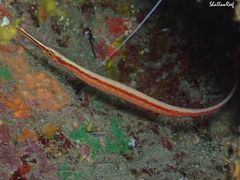 Dunckerocampus baldwini