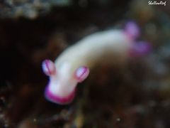 Hypselodoris violabranchia