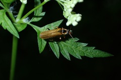 Cantharis decipiens