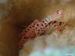 Trapezia rufopunctata