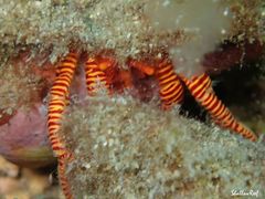 Ciliopagurus strigatus