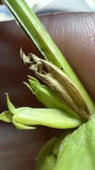 Triodanis lamprosperma