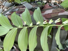Polygonatum multiflorum