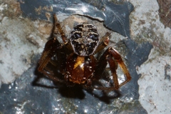 Xysticus lanio