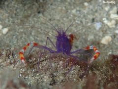 Stenopus tenuirostris