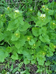 Alliaria petiolata