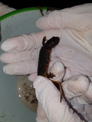 Triturus cristatus