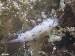 Hypselodoris bertschi