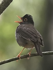 Catharus mexicanus