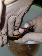 Triturus cristatus