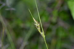 Carex distachya