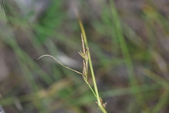 Carex distachya