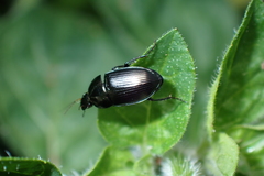 Amara aenea