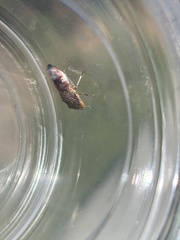 Homalodisca vitripennis