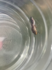 Homalodisca vitripennis