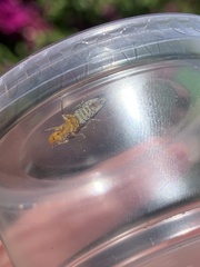 Homalodisca vitripennis