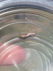 Homalodisca vitripennis