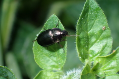 Amara aenea