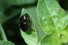 Amara aenea