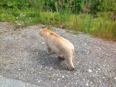 Ursus americanus kermodei