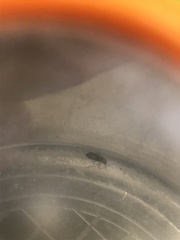 Oryzaephilus surinamensis