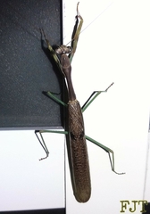 Stagmomantis limbata