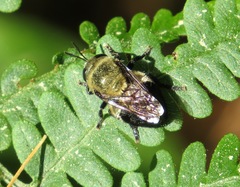 Microdon megalogaster