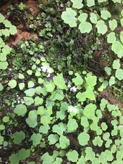 Thalictrum clavatum