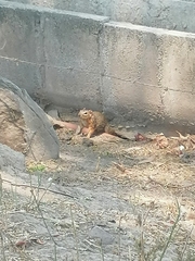 Notocitellus annulatus