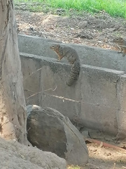 Notocitellus annulatus