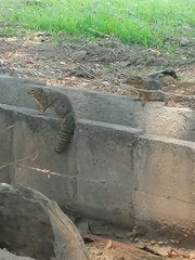 Notocitellus annulatus