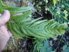 Asplenium flaccidum flaccidum