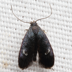 Menesta tortriciformella