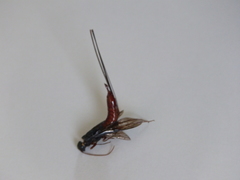 Xeris indecisus
