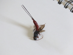 Xeris indecisus